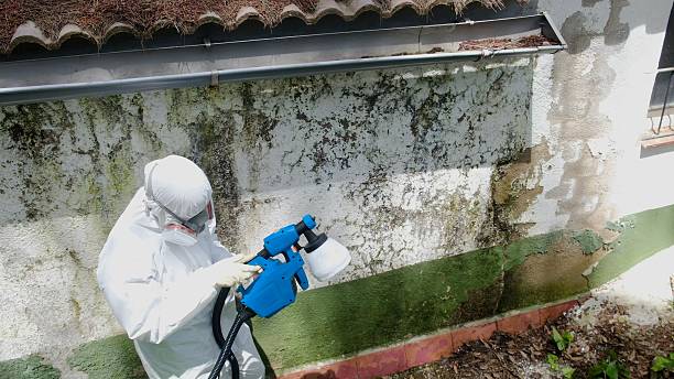 Trusted Crawl Space Mold Removal service in Spring Grove, VA - Cheap Mold Removal